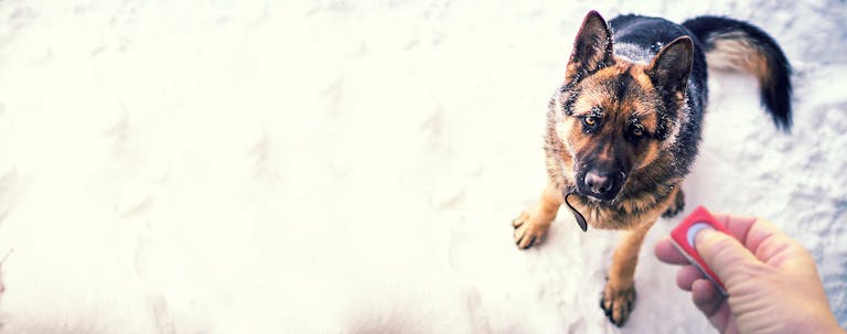 How to Train a German Shepherd with a Clicker How to Train a German Shepherd with a Clicker